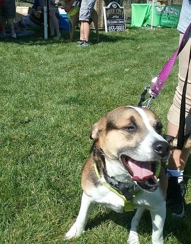 McBark Dog Park