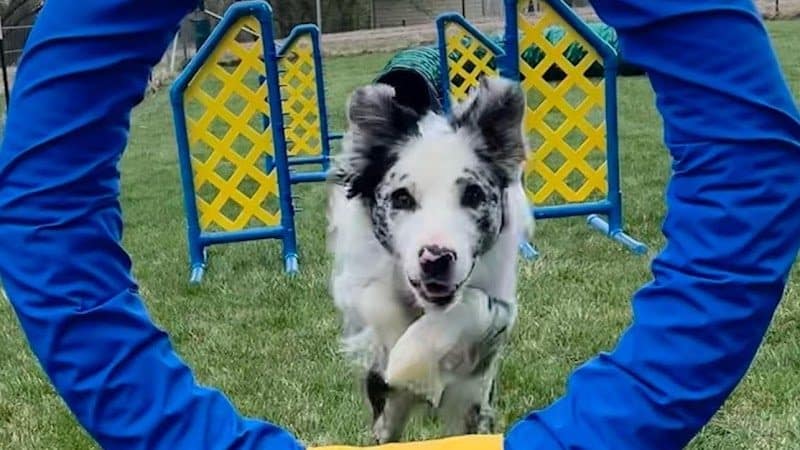 Zoomie Zones - McHenry, IL