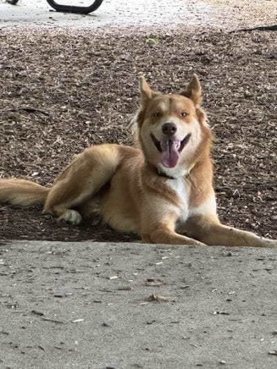 K9 Corral at Craig Ranch - McKinney, TX