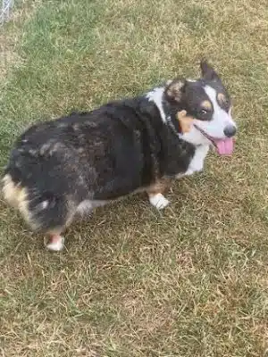 Medina Dog Park - Medina, NY