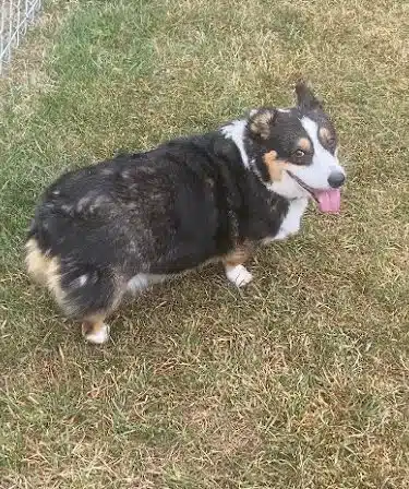 Medina Dog Park - Medina, NY