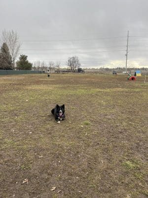 Unleashed Unlimited Private Dog Park