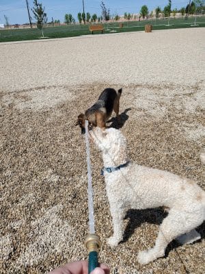 Discovery Bark Park