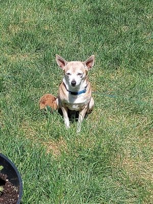 Dog Park