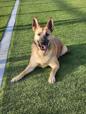 Idaho Pups & Ales