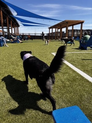 Idaho Pups & Ales