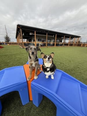 Idaho Pups & Ales