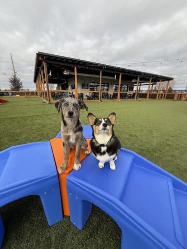 Idaho Pups & Ales