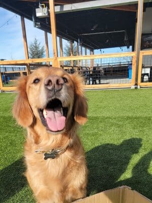 Idaho Pups & Ales