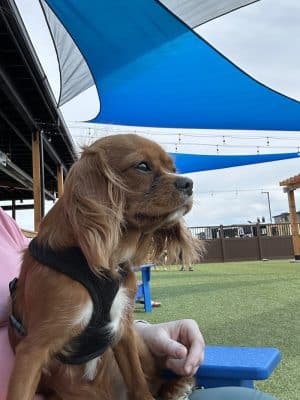 Idaho Pups & Ales