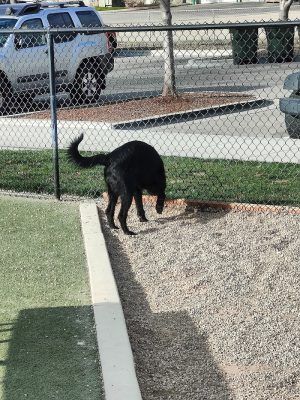 Storey Bark Park