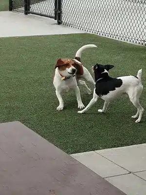 Storey Bark Park