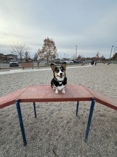 Storey Bark Park