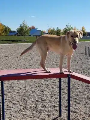 Storey Bark Park