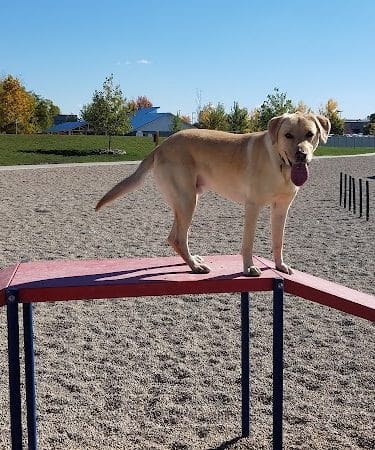 Storey Bark Park