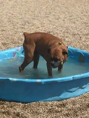 Storey Bark Park
