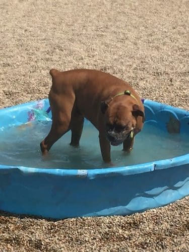 Storey Bark Park