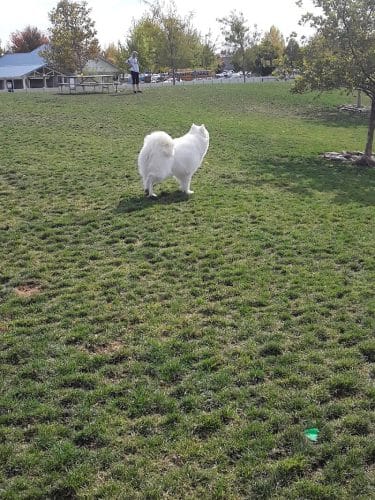 Storey Bark Park
