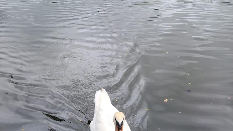 Cammanns Pond County Park - Merrick, NY