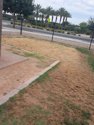 Dog Park - Mesa, AZ