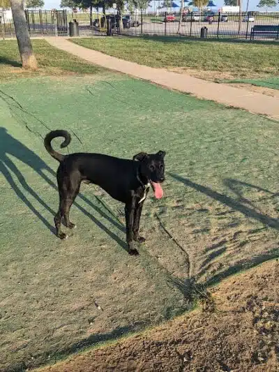 Bonnabel Dog Park - Metairie, LA