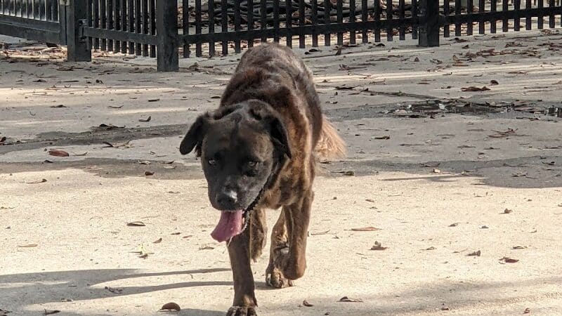 Pontiff Park Dog Park - Metairie, LA