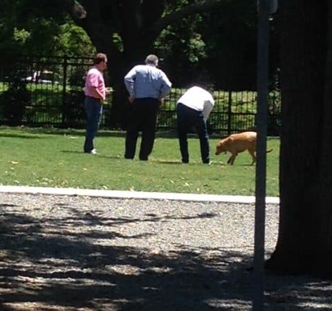 Pontiff Park Dog Park - Metairie, LA