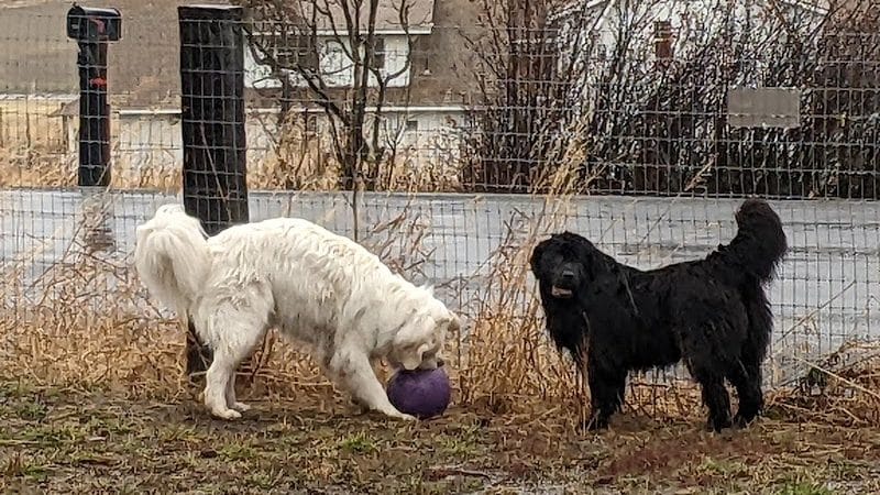 Dawn to Dusk Doggy Domain Private Dog Park- By Reservation Only - Mica, WA