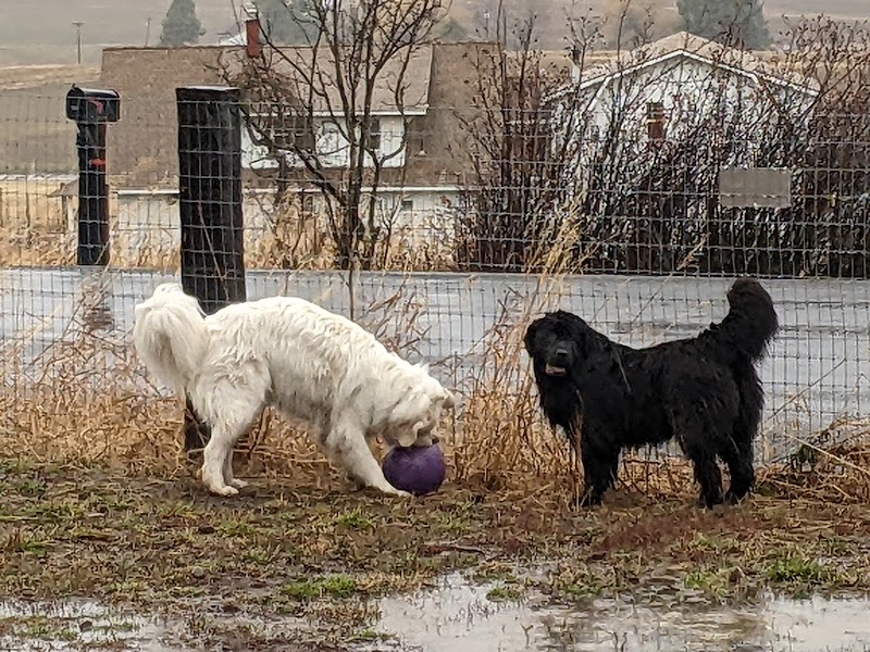 Dawn to Dusk Doggy Domain Private Dog Park- By Reservation Only - Mica, WA
