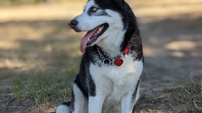 Dawn to Dusk Doggy Domain Private Dog Park- By Reservation Only - Mica, WA