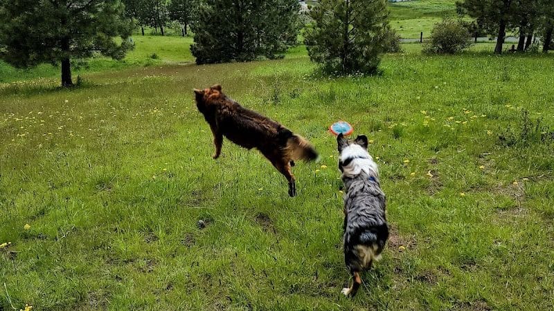 Dawn to Dusk Doggy Domain Private Dog Park- By Reservation Only - Mica, WA