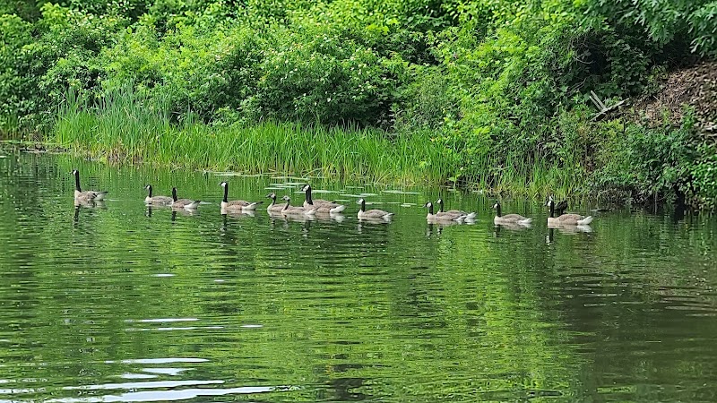 Franklinton Vlaie Wildlife Management Area - Middleburgh, NY
