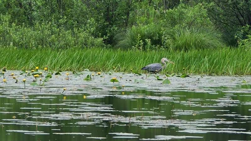 Franklinton Vlaie Wildlife Management Area - Middleburgh, NY