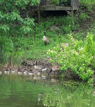 Franklinton Vlaie Wildlife Management Area - Middleburgh, NY