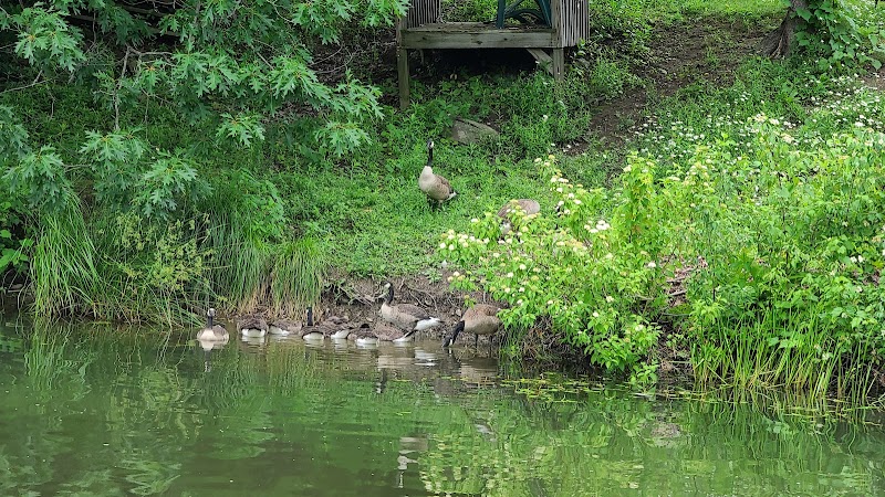 Franklinton Vlaie Wildlife Management Area - Middleburgh, NY