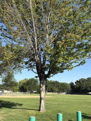 Hawthorne Park