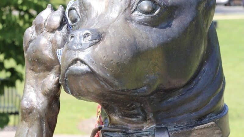 Sergeant Stubby Statue - Middletown, CT