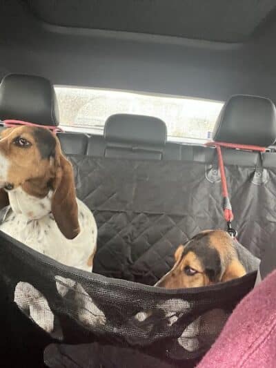 The Dog Cabin LLC - Middletown, CT