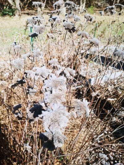 Aquidneck Land Trust's Spruce Acres Farm - Middletown, RI