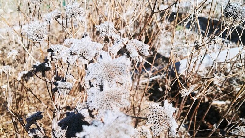 Aquidneck Land Trust's Spruce Acres Farm - Middletown, RI