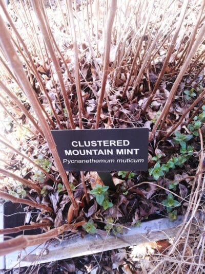 Aquidneck Land Trust's Spruce Acres Farm - Middletown, RI