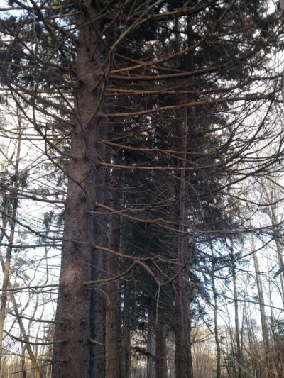 Aquidneck Land Trust's Spruce Acres Farm - Middletown, RI