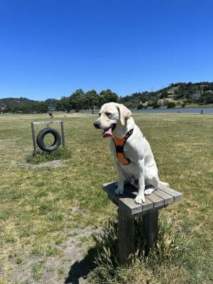 Dog Park | Bayfront Park Mill Valley - Mill Valley, CA