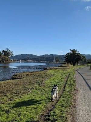 Dog Park | Bayfront Park Mill Valley - Mill Valley, CA