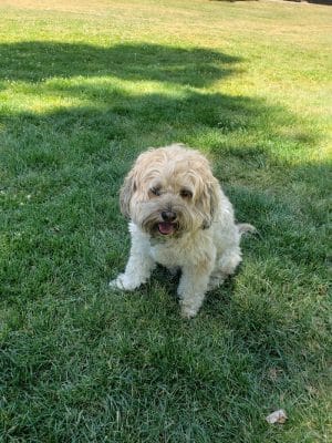 Dog Park | Bayfront Park Mill Valley - Mill Valley, CA