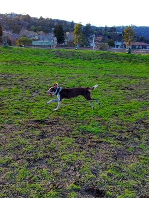 Dog Park | Bayfront Park Mill Valley - Mill Valley, CA