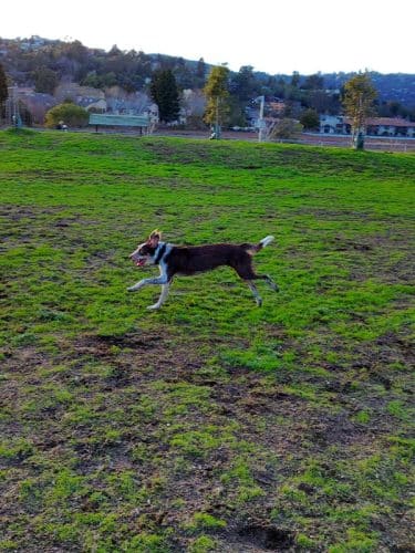 Dog Park | Bayfront Park Mill Valley - Mill Valley, CA