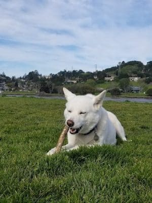 Dog Park | Bayfront Park Mill Valley - Mill Valley, CA
