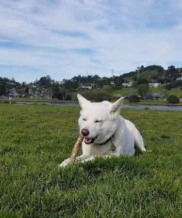 Dog Park | Bayfront Park Mill Valley - Mill Valley, CA