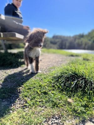 Dog Park | Bayfront Park Mill Valley - Mill Valley, CA